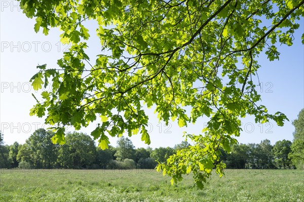 English oak