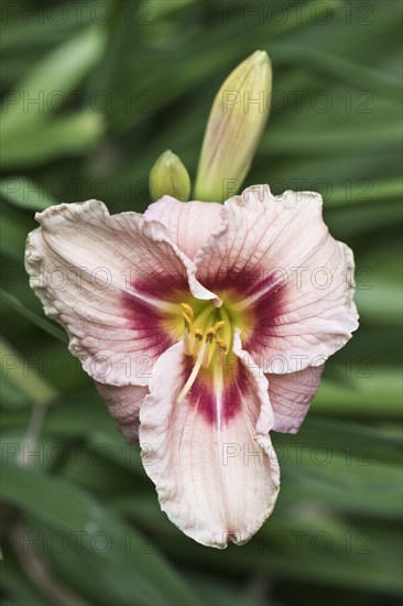 Daylily