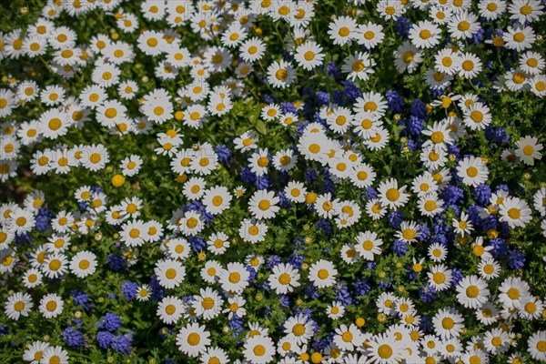 Beautiful daisy flowers as a background