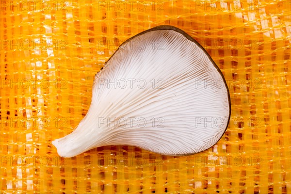 Oyster mushroom