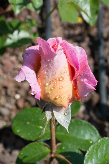 Blooming beautiful colorful rose bud in garden background