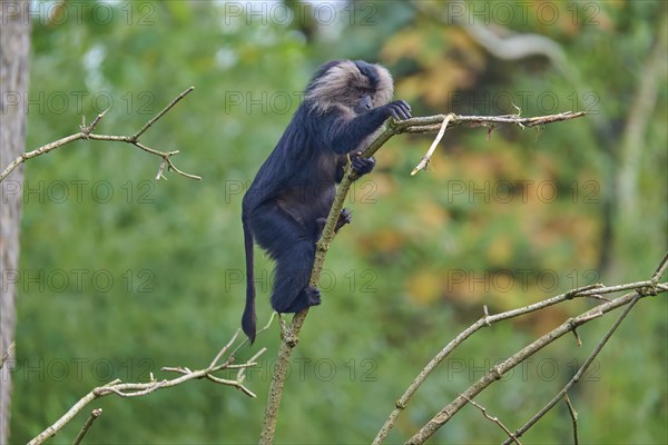 Lion-tailed macaque