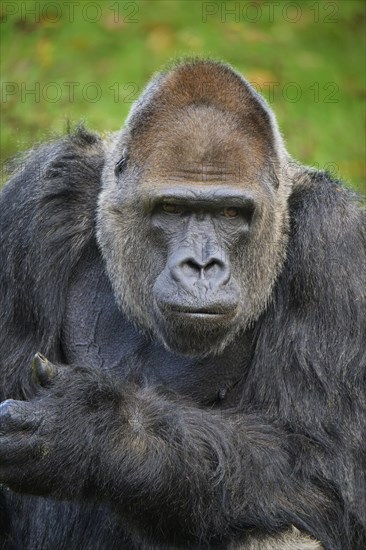 Western gorilla