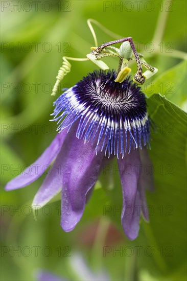 Passion-flower