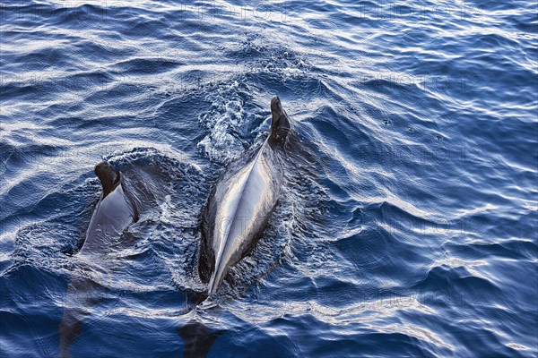 Two pilot whales