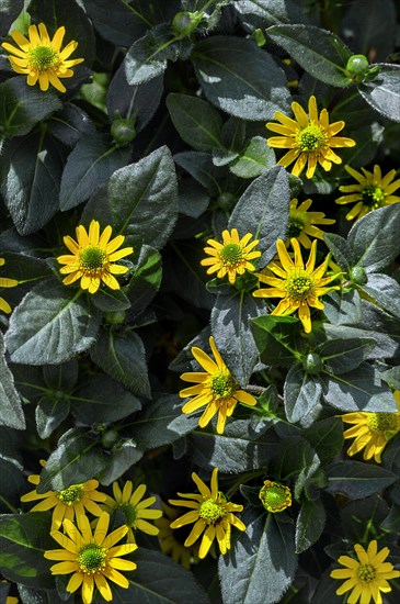 Mexican creeping zinnia