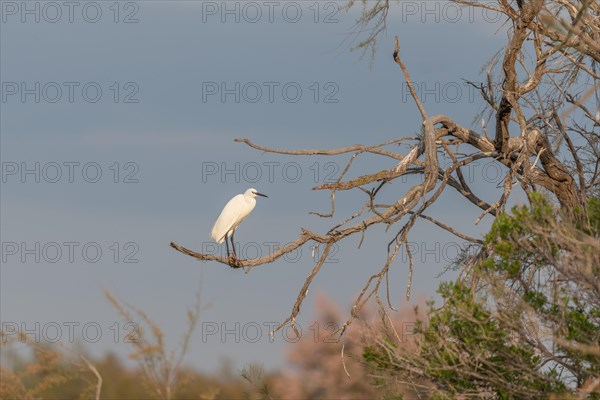 Lesser Egret