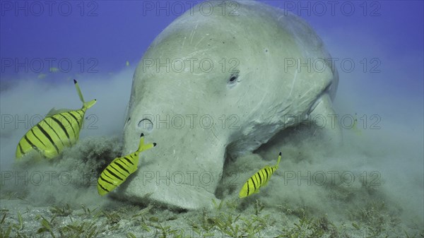 Portrait of Sea Cow