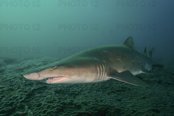 Sand tiger shark