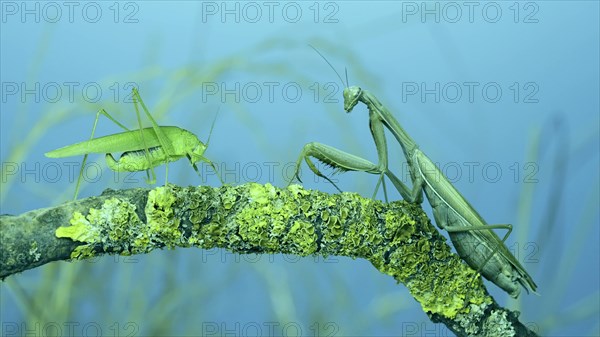 Green grasshopper chirps its wings next to large female praying mantis sitting on tree branch covered with lichen. and Transcaucasian tree mantis