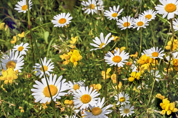 Ox-eye daisy