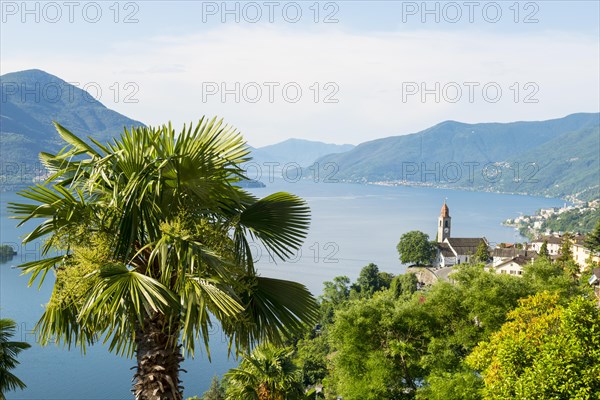 Ronco sopra Ascona and Alpine Lake Maggiore with Mountain and Palm Tree in Ticino