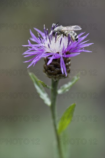 Narrow-leaved bee