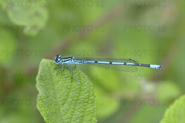 Azure damselfly