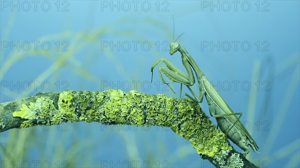 Female praying mantis walks along tree branch covered with lichen. Transcaucasian tree mantis