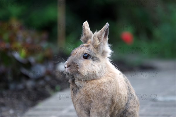 Domestic rabbit