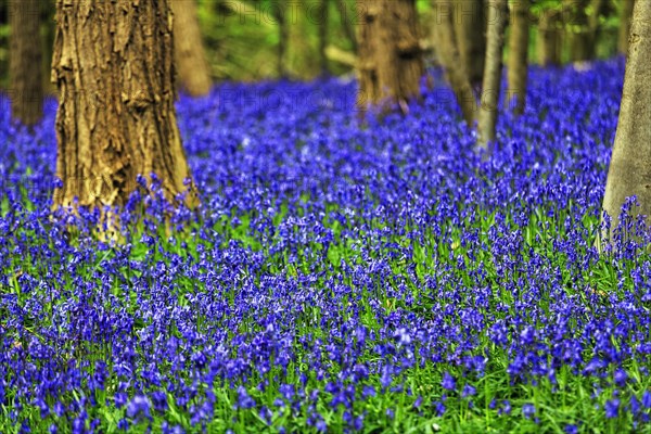 Common bluebell