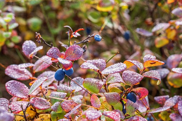 Blueberries