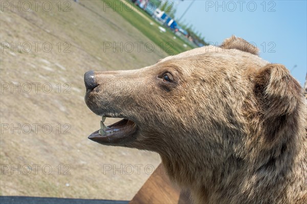 Head of a stuffed big brown bear as wild animal