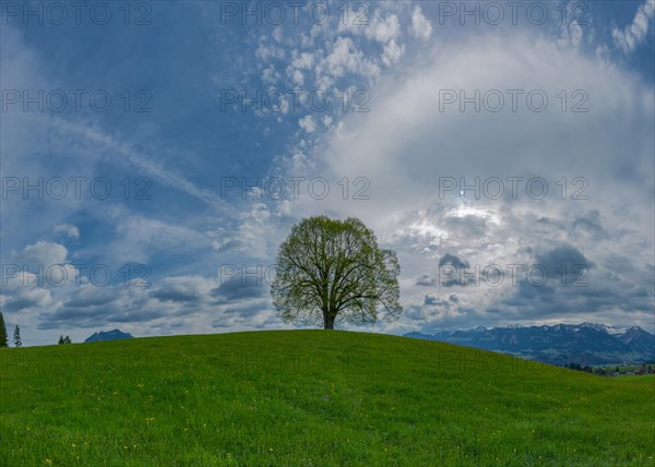 Peace lime tree