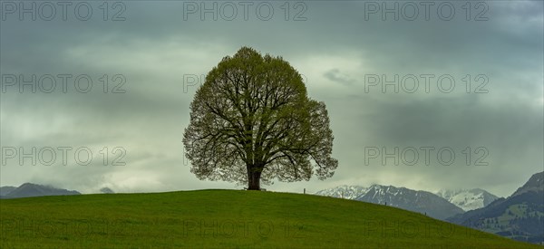 Peace lime tree