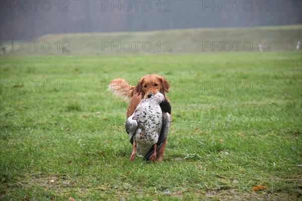 Hunting dog golden retriever retrieves shot greylag goose