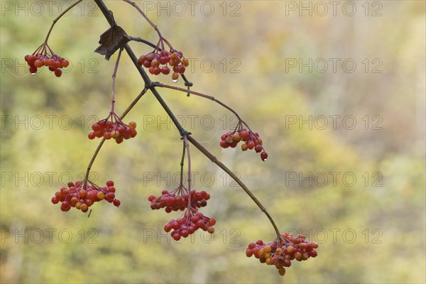 Guelder rose