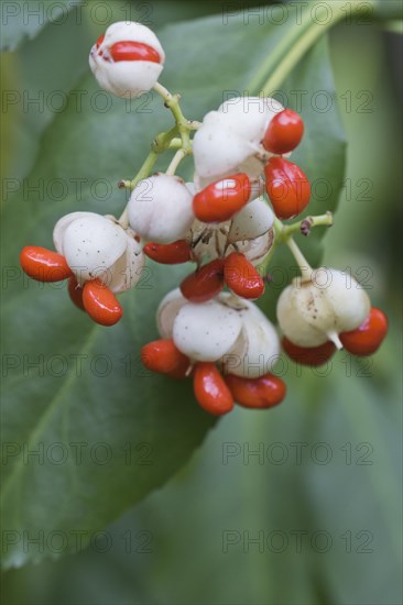 White european spindle