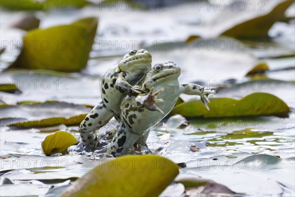 Green frog