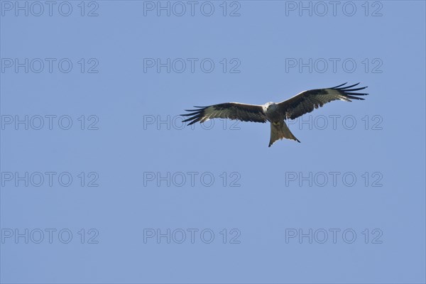 Black kite