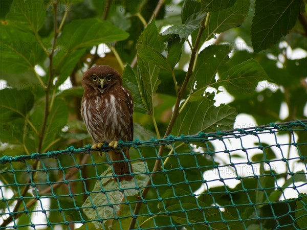 Ferruginous pygmy owl