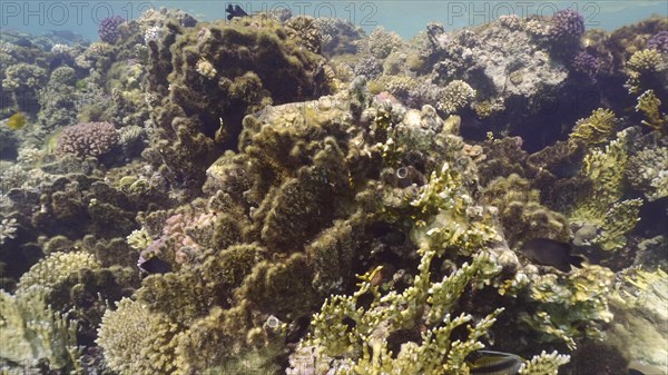 Brown algae covered hard corals. Net Fire Coral