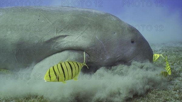 Close up of Sea Cow