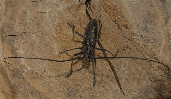 A longhorn beetle