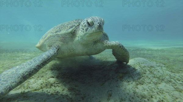 Close up of Sea turtle grazing on the seaseabed