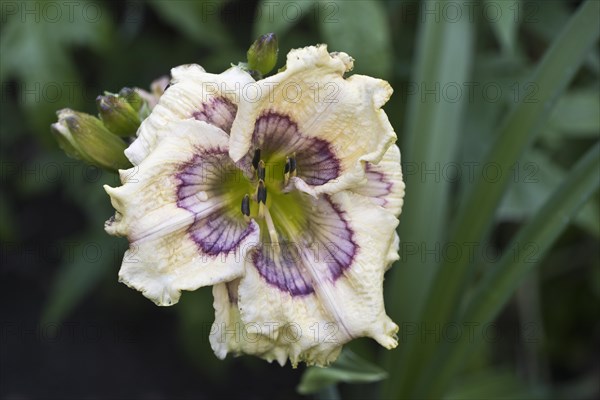 Daylily