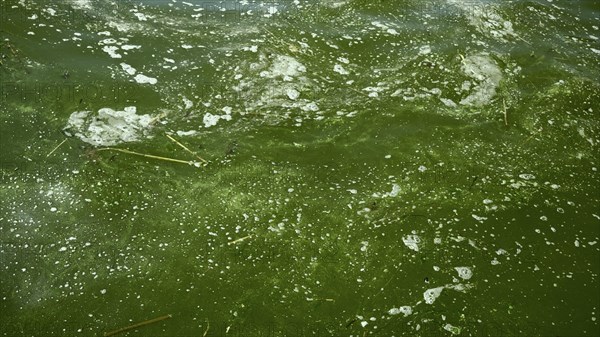 In Black Sea Blue-green algae blooms