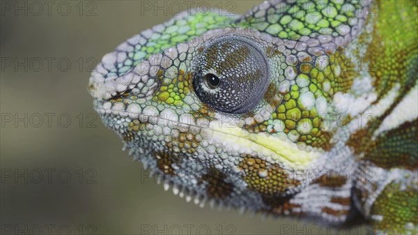 Close-up portrait of curious Panther chameleon