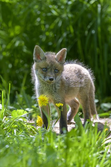 Young fox