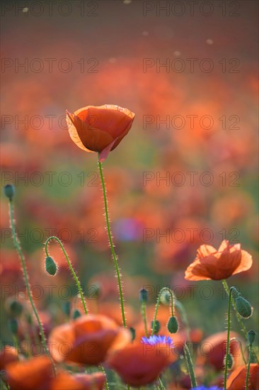 Poppy flowers