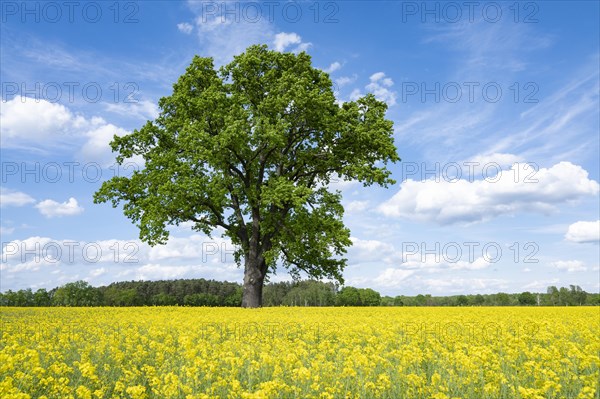 English oak