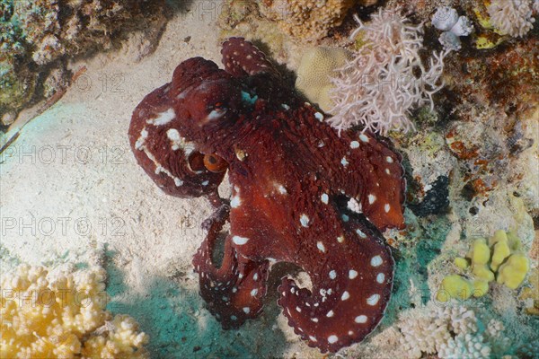 Great Blue Octopus