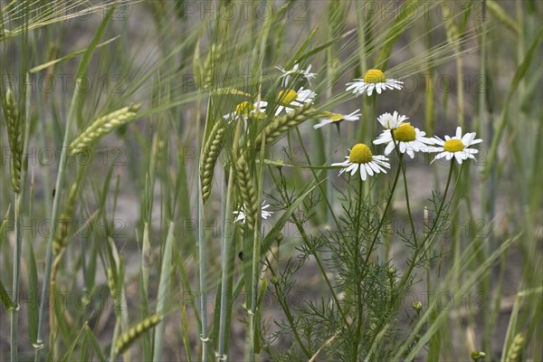 Scentless mayweed