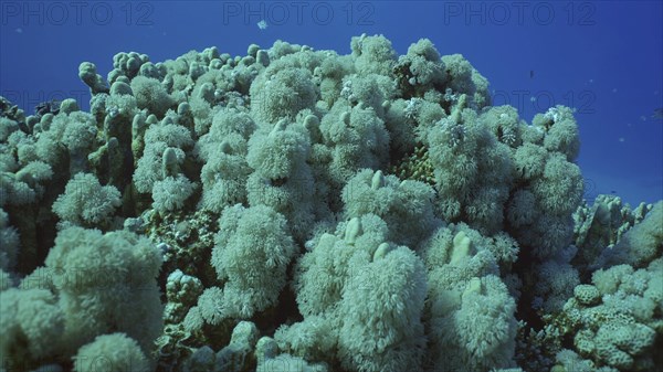 Flowerpot coral or Anemone coral