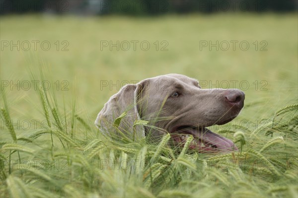 Hunting dog shorthaired Weimaraner in portrait