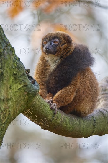 Red-bellied lemur