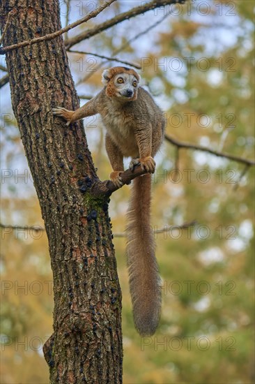 Crowned lemur