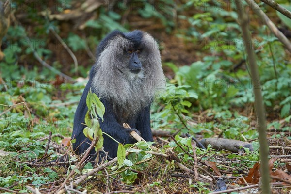 Lion-tailed macaque