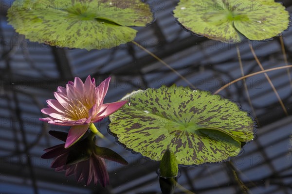 Waterlily in Kew Gardens