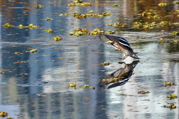 Silver teal